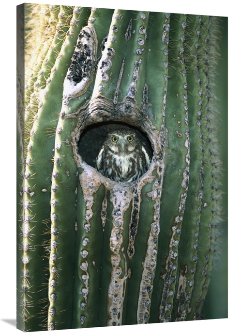 Global Gallery GCS-453275-2436-142 24 x 36 in. Ferruginous Pygmy Owl i