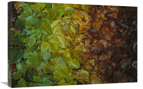 Global Gallery GCS-398571-2030-142 20 x 30 in. European Beech Leaves S
