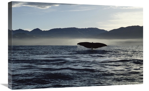 20 x 30 in. Sperm Whale Tail, New Zealand Art Print - Flip Nicklin