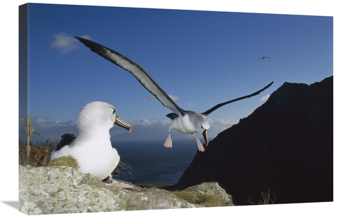 Global Gallery GCS-451789-2030-142 20 x 30 in. Yellow-Nosed Albatross 