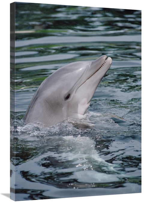 Global Gallery GCS-450626-2436-142 24 x 36 in. Bottlenose Dolphin Port