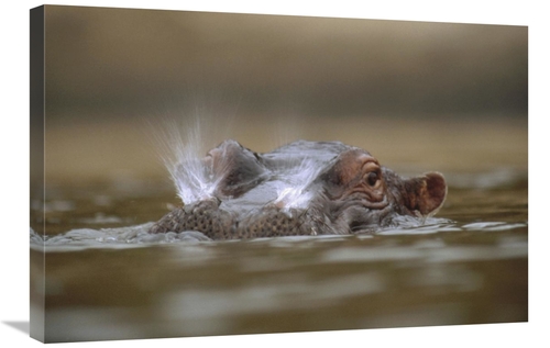 Global Gallery GCS-396235-2030-142 20 x 30 in. Hippopotamus Breathing 