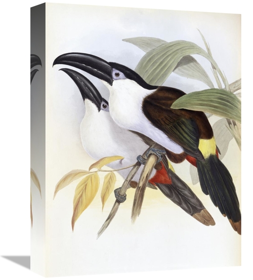 Global Gallery GCS-277741-16-142 16 in. Black-Billed Hill Toucan Art P