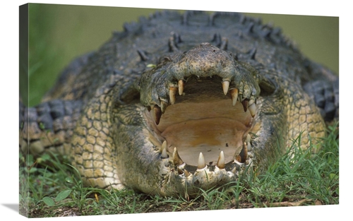 Global Gallery GCS-395901-2030-142 20 x 30 in. Saltwater Crocodile or 