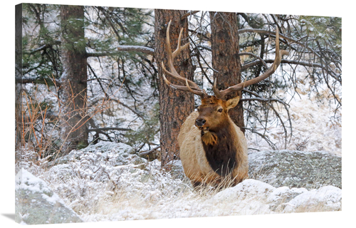 Global Gallery GCS-486485-40-142 40 in. Winter Morning Art Print - Vic