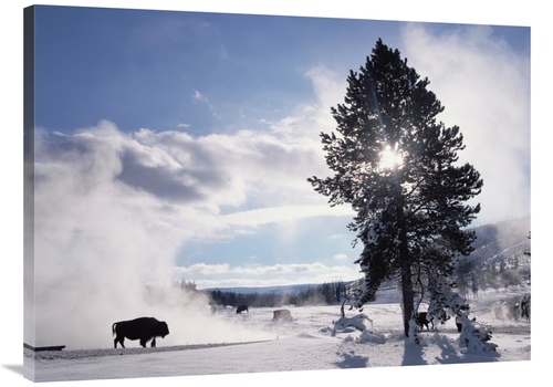 Global Gallery GCS-396555-3040-142 30 x 40 in. American Bison in Winte