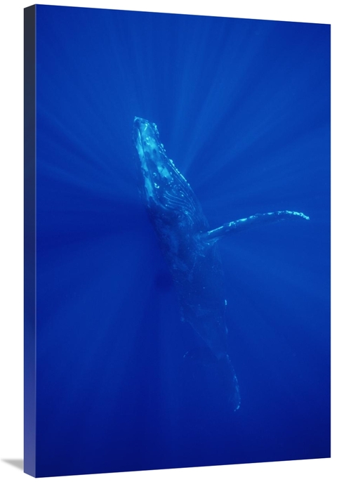 Global Gallery GCS-451027-2436-142 24 x 36 in. Humpback Whale, Mau