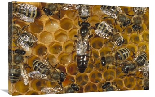 Global Gallery GCS-452360-2030-142 20 x 30 in. Honey Bee Colony & Quee
