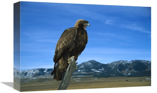 Global Gallery GCS-452292-1218-142 12 x 18 in. Golden Eagle Perching o