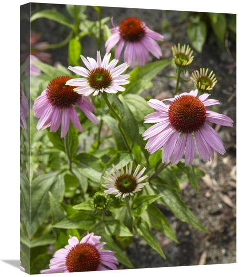 Global Gallery GCS-398332-2024-142 20 x 24 in. Coneflower Flowers Art 