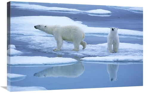 Global Gallery GCS-398250-2436-142 24 x 36 in. Polar Bear Pair on Ice 