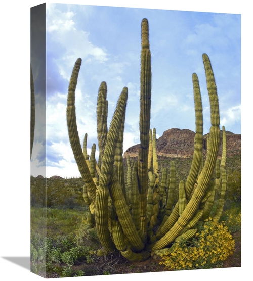 Global Gallery GCS-395969-1216-142 12 x 16 in. Organ Pipe Cactus Arizo