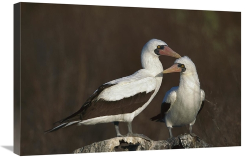 Global Gallery GCS-451770-2030-142 20 x 30 in. Nazca Booby Pair At Nes