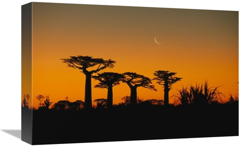 Global Gallery GCS-452650-1218-142 12 x 18 in. Grandidiers Baobab Tree