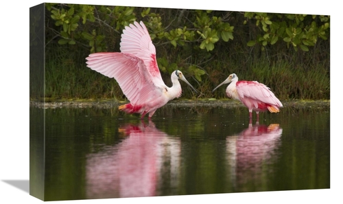 Global Gallery GCS-397425-1218-142 12 x 18 in. Roseate Spoonbill Pair 
