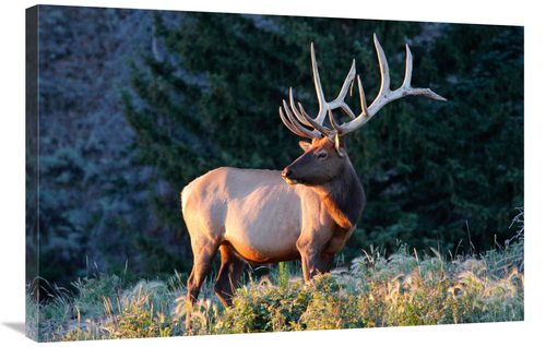 Global Gallery GCS-486528-36-142 36 in. Bull Elk at Sunrise Art Print 