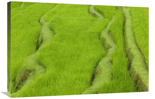 Global Gallery GCS-398085-2436-142 24 x 36 in. Terraced Rice Paddy&#44
