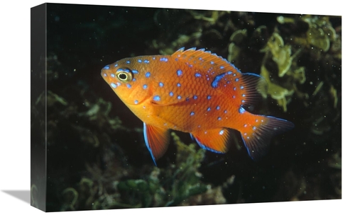 Global Gallery GCS-450614-1218-142 12 x 18 in. Garibaldi Juvenile,