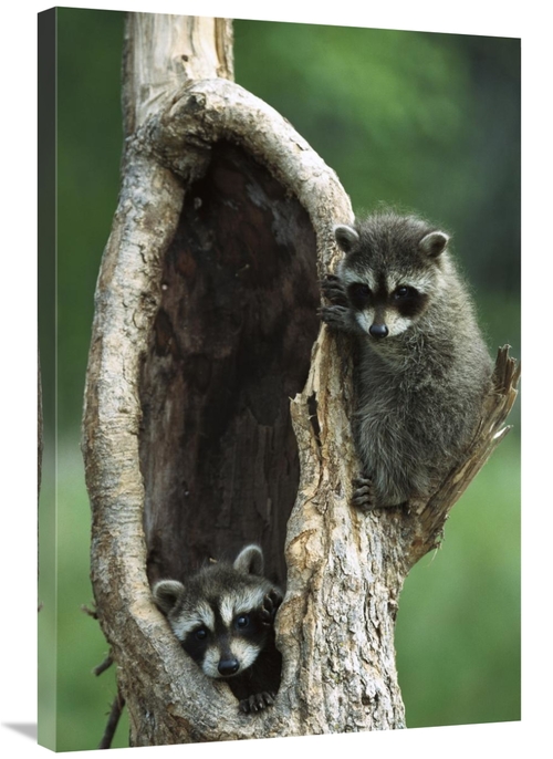 Global Gallery GCS-452559-2436-142 24 x 36 in. Raccoon Two Babies Play