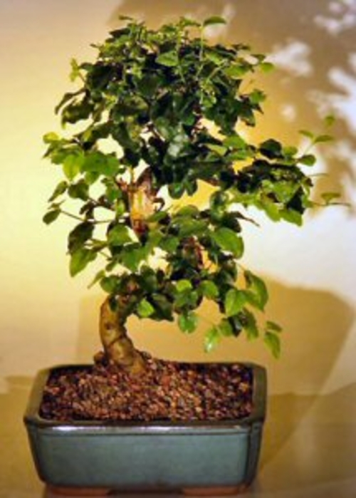 Flowering Ligustrum Bonsai Tree with Curved Trunk-Medium(ligustrum