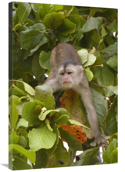 Global Gallery GCS-453085-2436-142 24 x 36 in. White-Fronted Capuchin 