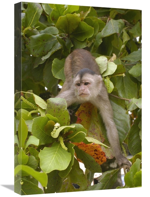 Global Gallery GCS-453085-1624-142 16 x 24 in. White-Fronted Capuchin 