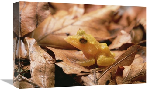 Global Gallery GCS-452803-1218-142 12 x 18 in. Solomon Island Leaf Fro