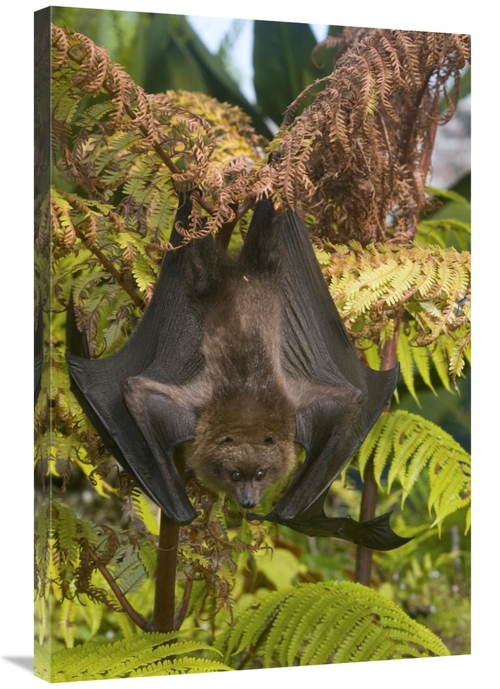 Global Gallery GCS-397300-2436-142 24 x 36 in. Rodrigues Flying Fox Ro