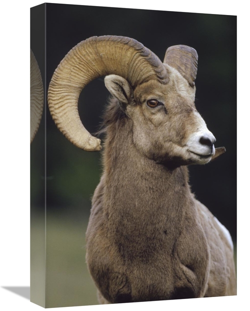 Global Gallery GCS-396687-1218-142 12 x 18 in. Bighorn Sheep Male Port