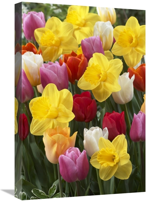 Global Gallery GCS-398405-1624-142 16 x 24 in. Daffodil Lucky Number V