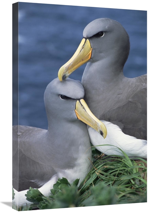 Global Gallery GCS-395649-2030-142 20 x 30 in. Chatham Albatross Affec