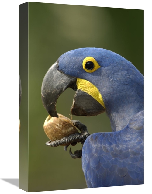 Global Gallery GCS-397887-1218-142 12 x 18 in. Hyacinth Macaw in Cerra