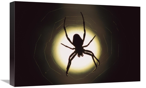 Global Gallery GCS-397504-1624-142 16 x 24 in. Spider Silhouetted in I