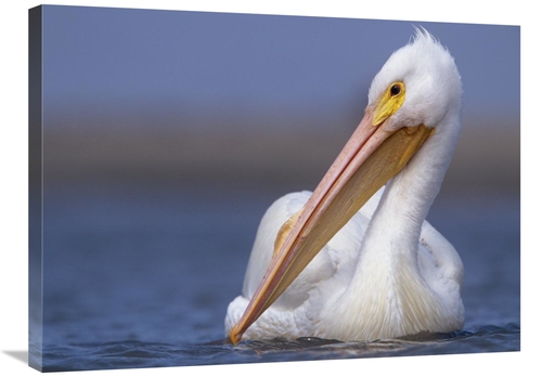 Global Gallery GCS-396064-2432-142 24 x 32 in. American White Pelican 