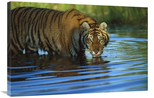 Global Gallery GCS-396165-2436-142 24 x 36 in. Siberian Tiger Drinking