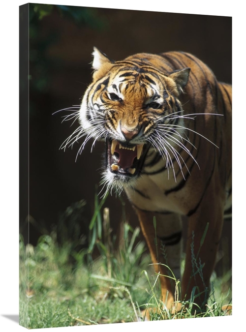 20 x 30 in. Bengal Tiger Snarling, Native to India Art Print - San