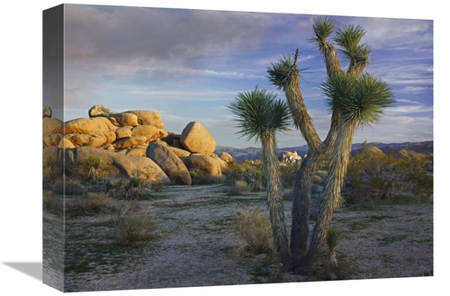 Global Gallery GCS-396641-1216-142 12 x 16 in. Joshua Tree & Boulders&