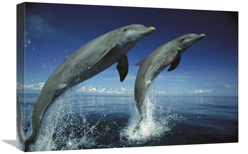 Global Gallery GCS-452638-1624-142 16 x 24 in. Bottlenose Dolphin Pair