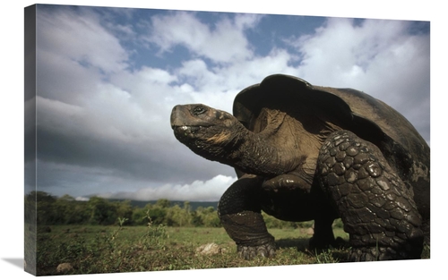 Global Gallery GCS-451167-2030-142 20 x 30 in. Galapagos Giant Tortois