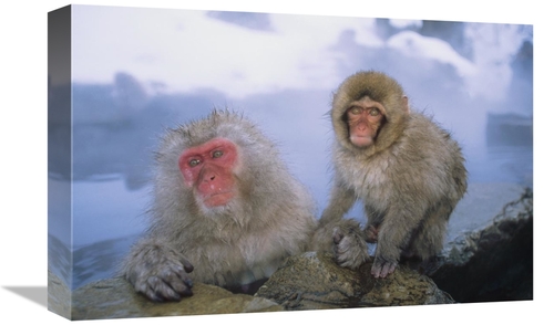 Global Gallery GCS-452434-1218-142 12 x 18 in. Japanese Macaques Soaki