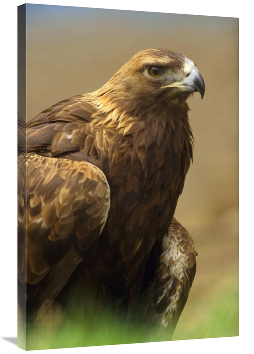 Global Gallery GCS-396058-2436-142 24 x 36 in. Golden Eagle Portrait&#