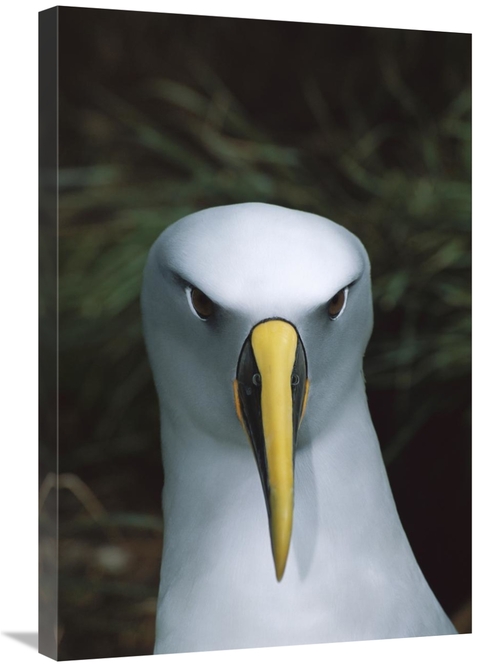 Global Gallery GCS-451659-2030-142 20 x 30 in. Bullers Albatross, 