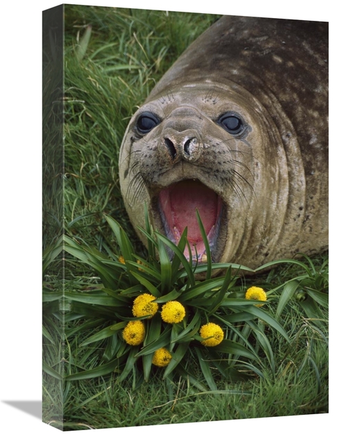 Global Gallery GCS-451817-1218-142 12 x 18 in. Southern Elephant Seal 