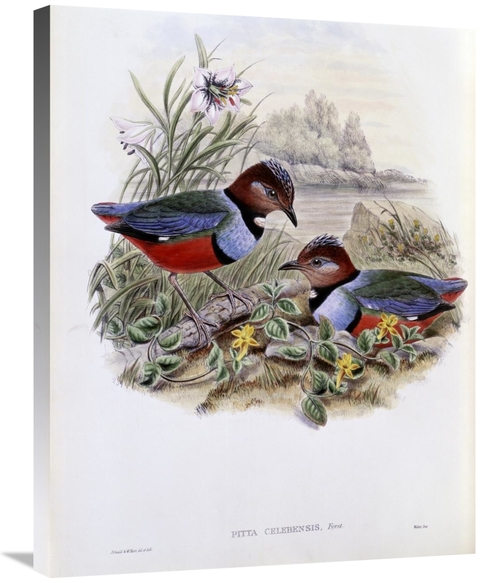 Global Gallery GCS-277749-30-142 30 in. Celebean Pitta Art Print - Joh