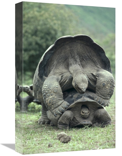 Global Gallery GCS-451275-1218-142 12 x 18 in. Galapagos Giant Tortois