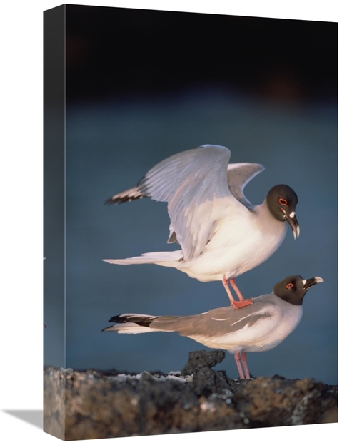 Global Gallery GCS-451518-1218-142 12 x 18 in. Swallow-Tailed Gull Pai