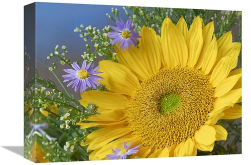 Global Gallery GCS-452236-1216-142 12 x 16 in. Common Sunflower & Aste