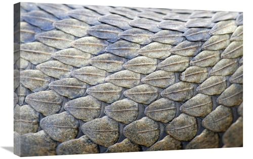 Global Gallery GCS-397532-2030-142 20 x 30 in. Common Viper Scales Art