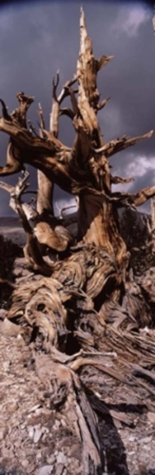 Bristlecone pine tree - Pinus longaeva under cloudy sky  Inyo County  