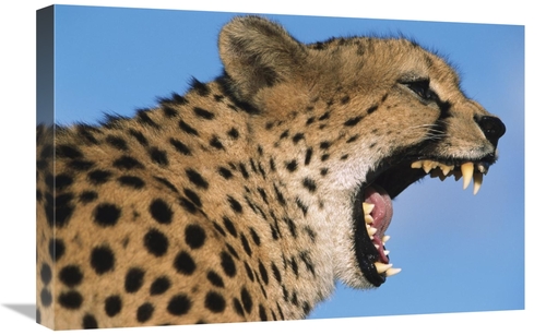 Global Gallery GCS-395290-1624-142 16 x 24 in. Cheetah Yawning, Na